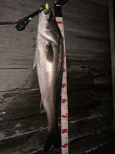 シーバスの釣果