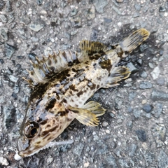 タケノコメバルの釣果