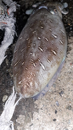 モンゴウイカの釣果