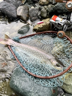 イワナの釣果