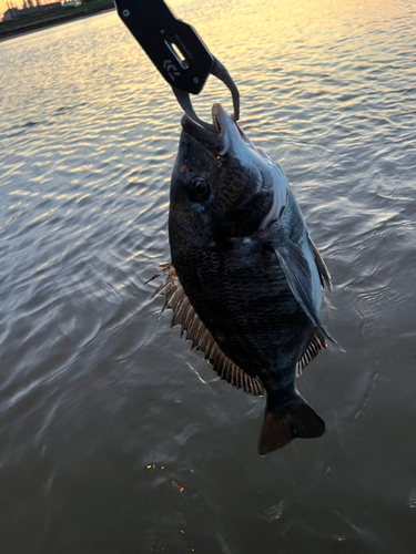 クロダイの釣果