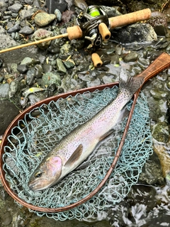 ニジマスの釣果