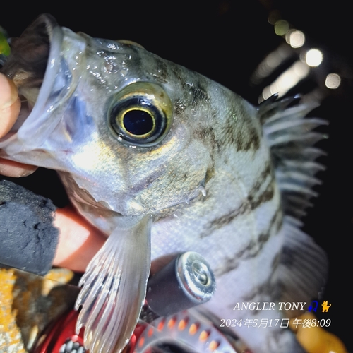 キビレの釣果