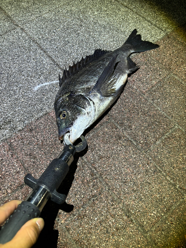 クロダイの釣果