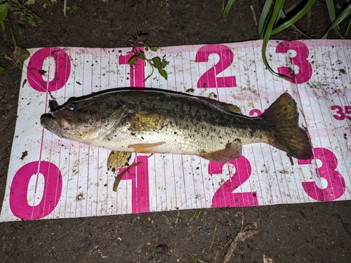 ブラックバスの釣果