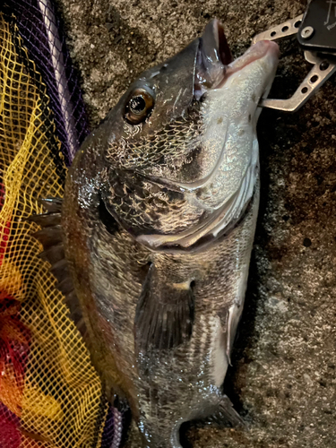 チヌの釣果