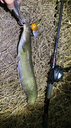 マナマズの釣果