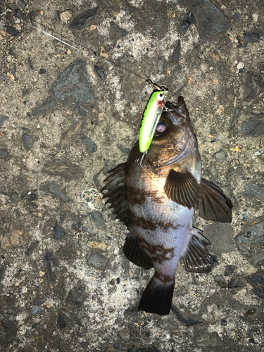 メバルの釣果