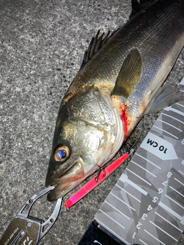 シーバスの釣果