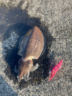 モンゴウイカの釣果