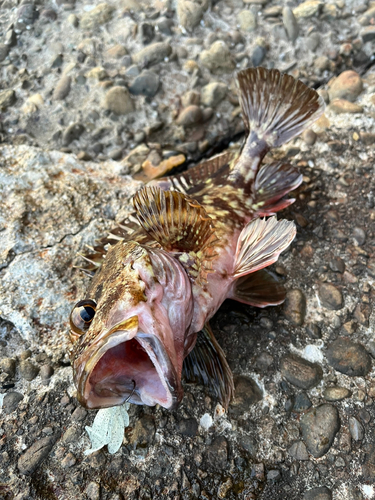 カサゴの釣果