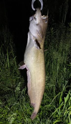 ナマズの釣果