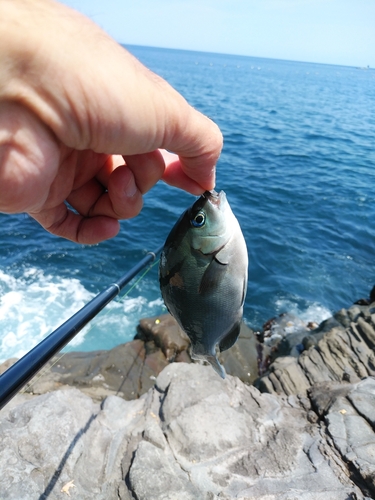 メジナの釣果