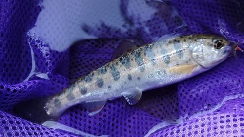 イワナの釣果