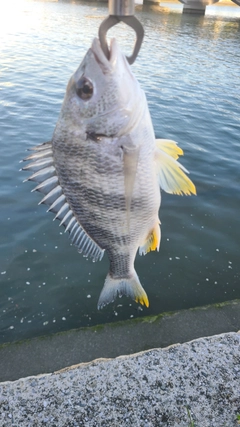 キビレの釣果