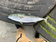 ヤズの釣果