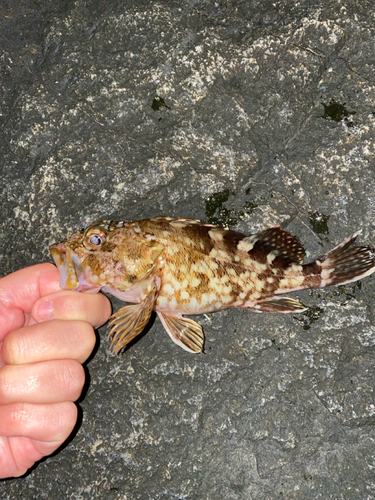 カサゴの釣果