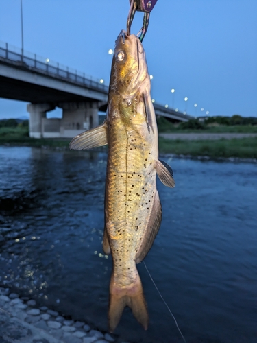 アメリカナマズの釣果