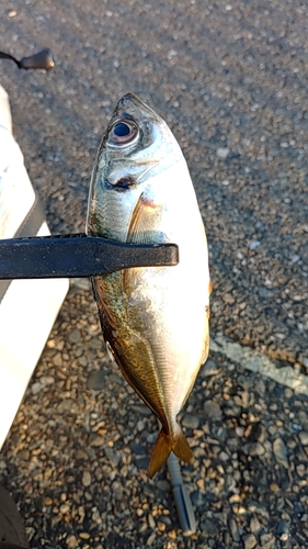 マアジの釣果