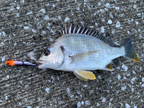 キビレの釣果