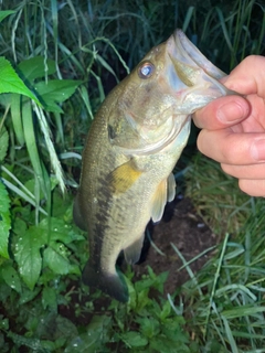 ラージマウスバスの釣果