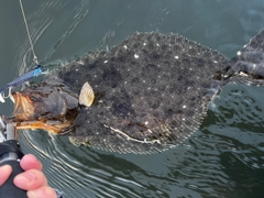 ヒラメの釣果