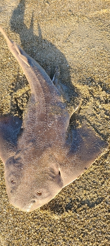 カスザメの釣果