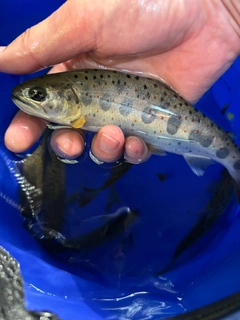 アマゴの釣果