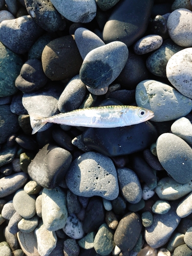 サバの釣果