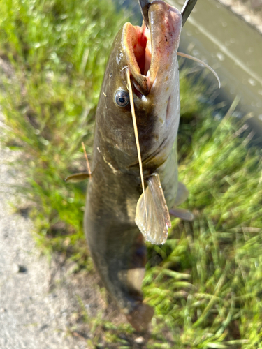 ナマズの釣果