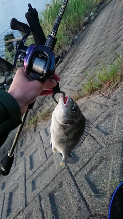 キビレの釣果