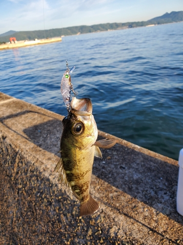 シロメバルの釣果