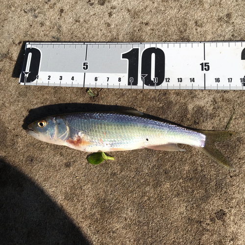 ハスの釣果