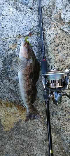 アイナメの釣果