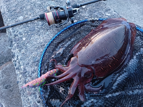 モンゴウイカの釣果