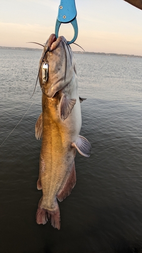 アメリカナマズの釣果