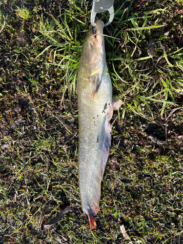 ナマズの釣果