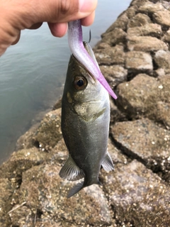 セイゴ（タイリクスズキ）の釣果