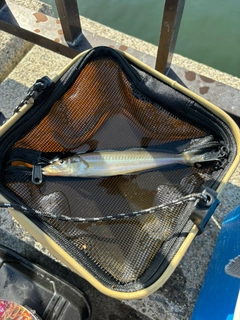 シロギスの釣果