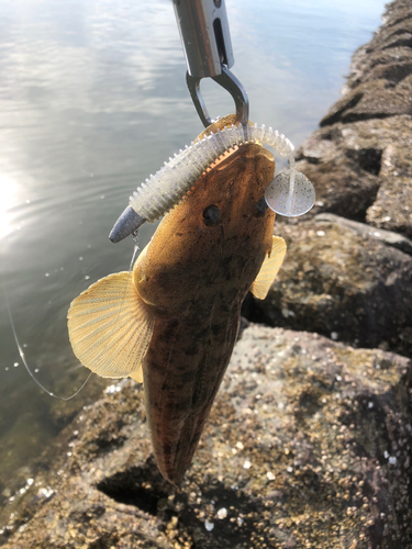 コチの釣果