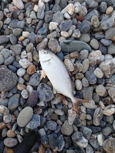 ワカナゴの釣果