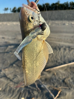 ニベの釣果