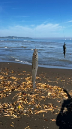 キスの釣果