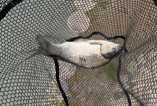 ヘラブナの釣果