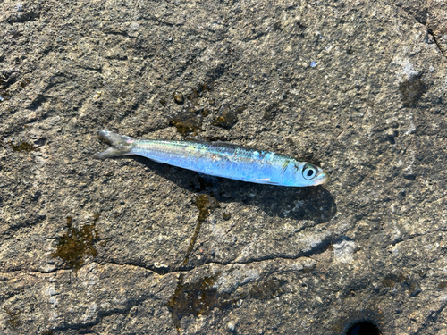 カタクチイワシの釣果