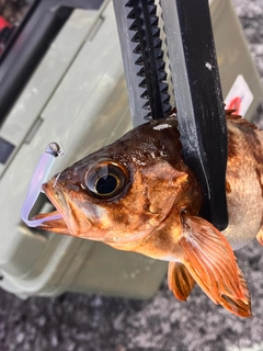 アカメバルの釣果