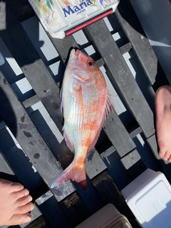 マダイの釣果