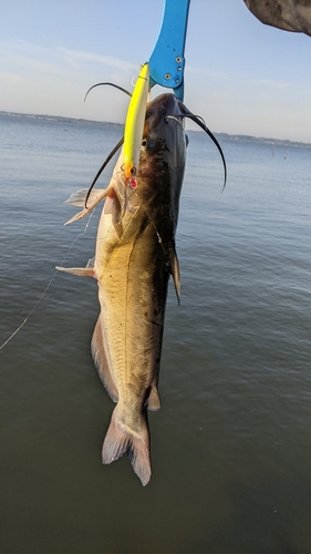 アメリカナマズの釣果