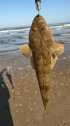 マゴチの釣果