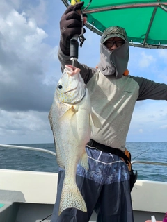 コロダイの釣果